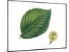 Leaves and Fruit Samaras of Wych Elm Ulmus Glabra-null-Mounted Giclee Print