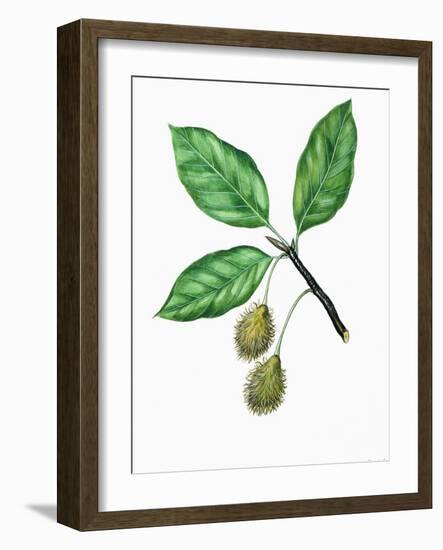 Leaves and Fruits of Oriental Beech Fagus Orientalis-null-Framed Giclee Print