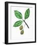 Leaves and Fruits of Oriental Beech Fagus Orientalis-null-Framed Giclee Print