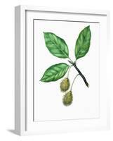 Leaves and Fruits of Oriental Beech Fagus Orientalis-null-Framed Giclee Print