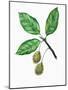 Leaves and Fruits of Oriental Beech Fagus Orientalis-null-Mounted Giclee Print