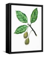 Leaves and Fruits of Oriental Beech Fagus Orientalis-null-Framed Stretched Canvas
