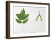 Leaves and Fruits Samara, Keys of Box Elder Acer Negundo-null-Framed Giclee Print