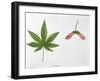 Leaves and Fruits Samara, Keys of Japanese Maple Acer Palmatum-null-Framed Giclee Print