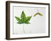 Leaves and Fruits Samara, Keys of Neapolitan Maple Acer Opalus Neapolitanum-null-Framed Giclee Print