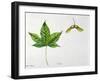 Leaves and Fruits Samara, Keys of Neapolitan Maple Acer Opalus Neapolitanum-null-Framed Giclee Print