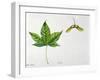 Leaves and Fruits Samara, Keys of Neapolitan Maple Acer Opalus Neapolitanum-null-Framed Giclee Print