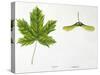Leaves and Fruits Samara, Keys of Norway Maple Acer Platanoides-null-Stretched Canvas