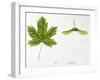 Leaves and Fruits Samara, Keys of Norway Maple Acer Platanoides-null-Framed Giclee Print