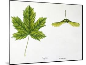 Leaves and Fruits Samara, Keys of Norway Maple Acer Platanoides-null-Mounted Giclee Print