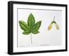 Leaves and Fruits Samara, Keys of Sycamore Maple Acer Pseudoplatanus-null-Framed Giclee Print