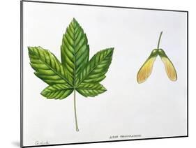 Leaves and Fruits Samara, Keys of Sycamore Maple Acer Pseudoplatanus-null-Mounted Giclee Print