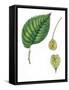 Leaves and Fruits Samara of European White Elm Ulmus Laevis-null-Framed Stretched Canvas