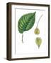 Leaves and Fruits Samara of European White Elm Ulmus Laevis-null-Framed Giclee Print