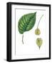 Leaves and Fruits Samara of European White Elm Ulmus Laevis-null-Framed Giclee Print