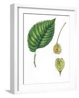 Leaves and Fruits Samara of European White Elm Ulmus Laevis-null-Framed Giclee Print