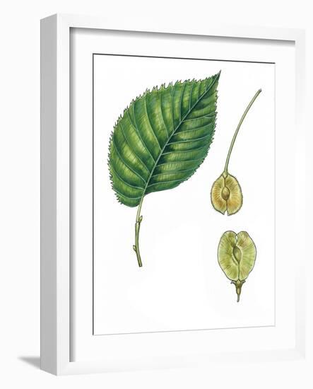 Leaves and Fruits Samara of European White Elm Ulmus Laevis-null-Framed Giclee Print