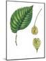 Leaves and Fruits Samara of European White Elm Ulmus Laevis-null-Mounted Giclee Print