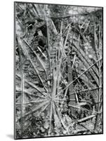 Leaves and Ice, Alaska, 1954-Brett Weston-Mounted Photographic Print