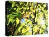 Leaves and Large Seeds, Jasmund National Park, Island of Ruegen, Germany-Christian Ziegler-Stretched Canvas