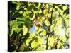 Leaves and Large Seeds, Jasmund National Park, Island of Ruegen, Germany-Christian Ziegler-Stretched Canvas