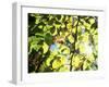 Leaves and Large Seeds, Jasmund National Park, Island of Ruegen, Germany-Christian Ziegler-Framed Photographic Print