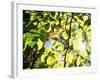 Leaves and Large Seeds, Jasmund National Park, Island of Ruegen, Germany-Christian Ziegler-Framed Photographic Print