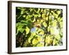 Leaves and Large Seeds, Jasmund National Park, Island of Ruegen, Germany-Christian Ziegler-Framed Photographic Print