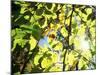 Leaves and Large Seeds, Jasmund National Park, Island of Ruegen, Germany-Christian Ziegler-Mounted Photographic Print