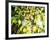 Leaves and Large Seeds, Jasmund National Park, Island of Ruegen, Germany-Christian Ziegler-Framed Photographic Print