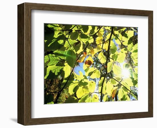 Leaves and Large Seeds, Jasmund National Park, Island of Ruegen, Germany-Christian Ziegler-Framed Photographic Print