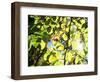 Leaves and Large Seeds, Jasmund National Park, Island of Ruegen, Germany-Christian Ziegler-Framed Photographic Print