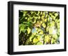 Leaves and Large Seeds, Jasmund National Park, Island of Ruegen, Germany-Christian Ziegler-Framed Photographic Print