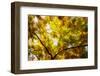 Leaves and tree branches in autumn, Baden-Wurttemberg, Germany-Panoramic Images-Framed Photographic Print