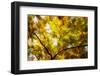 Leaves and tree branches in autumn, Baden-Wurttemberg, Germany-Panoramic Images-Framed Photographic Print