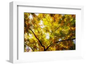 Leaves and tree branches in autumn, Baden-Wurttemberg, Germany-Panoramic Images-Framed Photographic Print