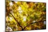 Leaves and tree branches in autumn, Baden-Wurttemberg, Germany-Panoramic Images-Mounted Photographic Print