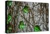 Leaves and Vines-null-Stretched Canvas