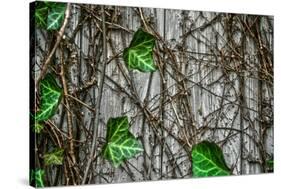 Leaves and Vines-null-Stretched Canvas