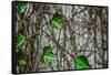 Leaves and Vines-null-Framed Stretched Canvas