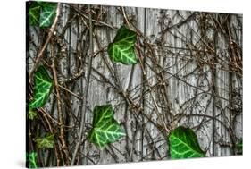 Leaves and Vines-null-Stretched Canvas