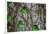 Leaves and Vines-null-Framed Photo