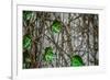 Leaves and Vines-null-Framed Photo