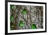 Leaves and Vines-null-Framed Photo