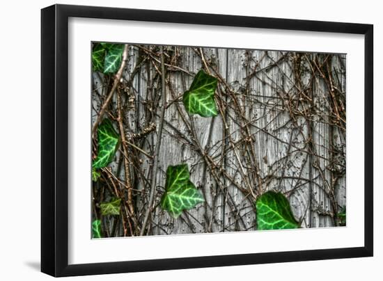 Leaves and Vines-null-Framed Photo