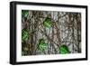 Leaves and Vines-null-Framed Photo