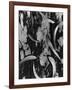 Leaves and Wood, c. 1950-Brett Weston-Framed Photographic Print
