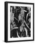 Leaves and Wood, c. 1950-Brett Weston-Framed Photographic Print