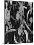 Leaves and Wood, c. 1950-Brett Weston-Mounted Photographic Print