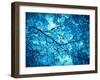 Leaves at a Tree-Alaya Gadeh-Framed Photographic Print